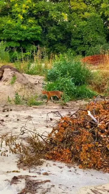 Darf ich euch meinen Nachbar vorstellen? 🦊😍 wir verstehen uns aber blendend, er darf auch hin und wieder einen Snack haben 🐝 😊 #imker #biohonig #imkern #biene #wienerberg #fuchs #nachbarn #nachbarschaft #wien